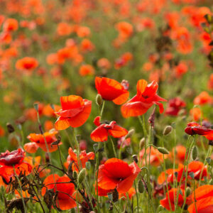 Bougie parfumée Coquelicot - Cire et Parfum