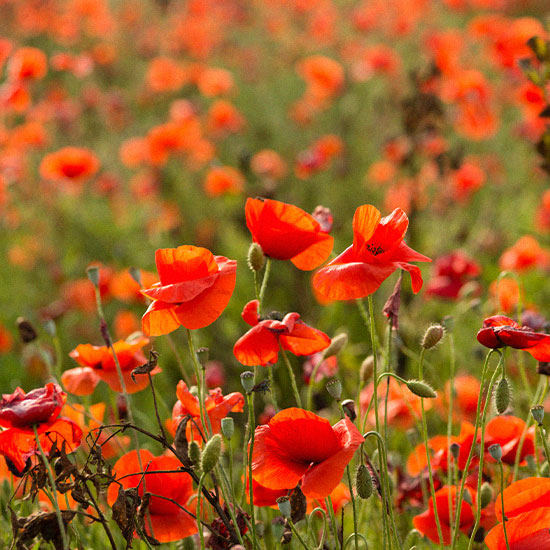 Bougie parfumée Coquelicot - Cire et Parfum
