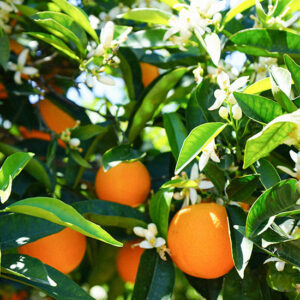 Bougie parfumée Fleur d'oranger - Cire et Parfum