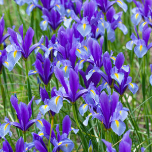 Bougie parfumée Iris - Cire et Parfum