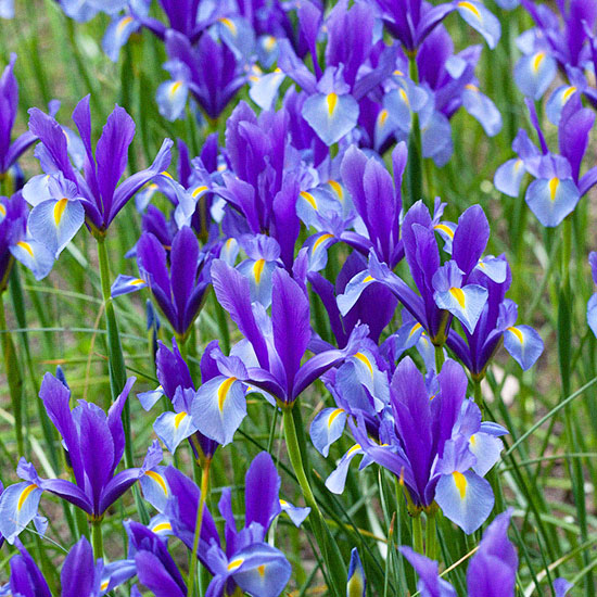 Bougie parfumée Iris - Cire et Parfum
