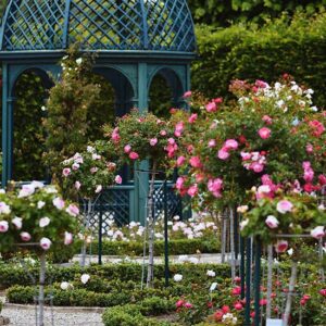 Bougie parfumée Jardin des Roses - Cire et Parfum