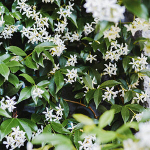 Bougie parfumée Jasmin - Cire et Parfum