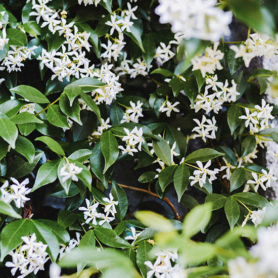 Bougie parfumée Jasmin - Cire et Parfum