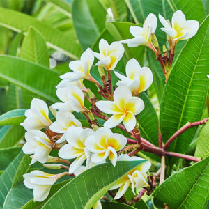 Bougie parfumée Monoï - Cire et Parfum