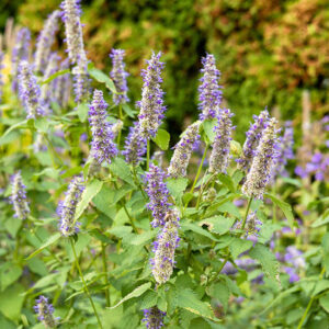 Bougie parfumée Patchouli - Cire et Parfum