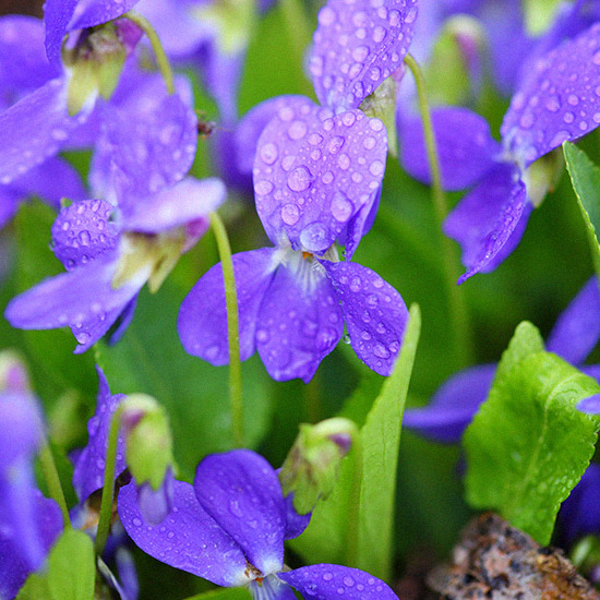 Bougie parfumée Violette - Cire et Parfum